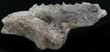 Edmontosaurus (Duck-Billed Dinosaur) Jaw Section #25260-2